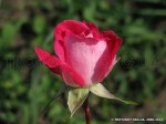 Rose Gaujard-2.jpg